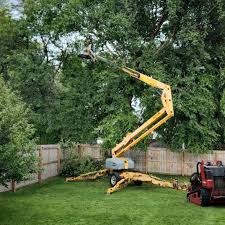 How Our Tree Care Process Works  in  Verdi, NV