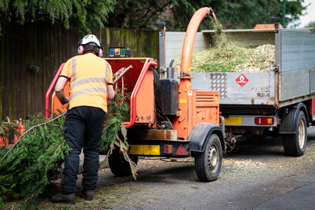 Best Tree Trimming and Pruning  in Verdi, NV