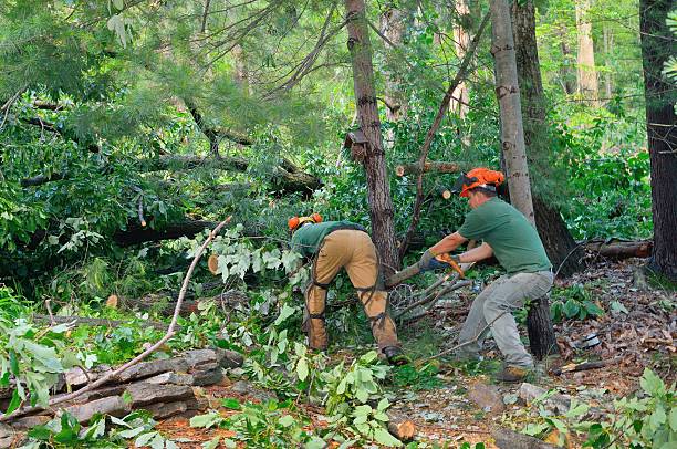 Best Tree Cabling and Bracing  in Verdi, NV